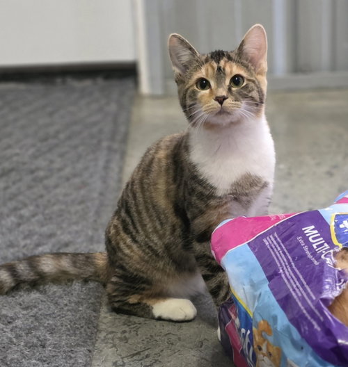 HAZEL - Domestic Short Hair available for adoption