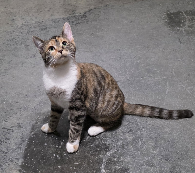 Hazel