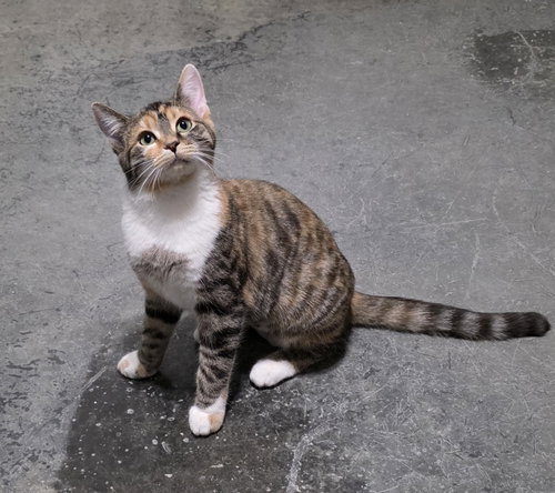 HAZEL - Domestic Short Hair available for adoption