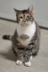 Hazel - Photo 4
