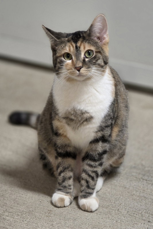 Hazel