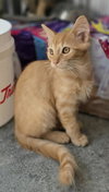 Cornelius - Photo 3
