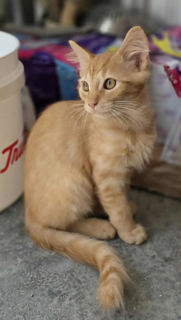 Cornelius