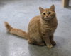 Cornelius - Photo 2