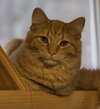 Cornelius - Photo 1