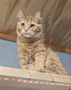 Cornelius