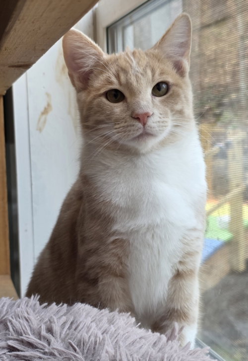 CALVIN - Domestic Short Hair available for adoption