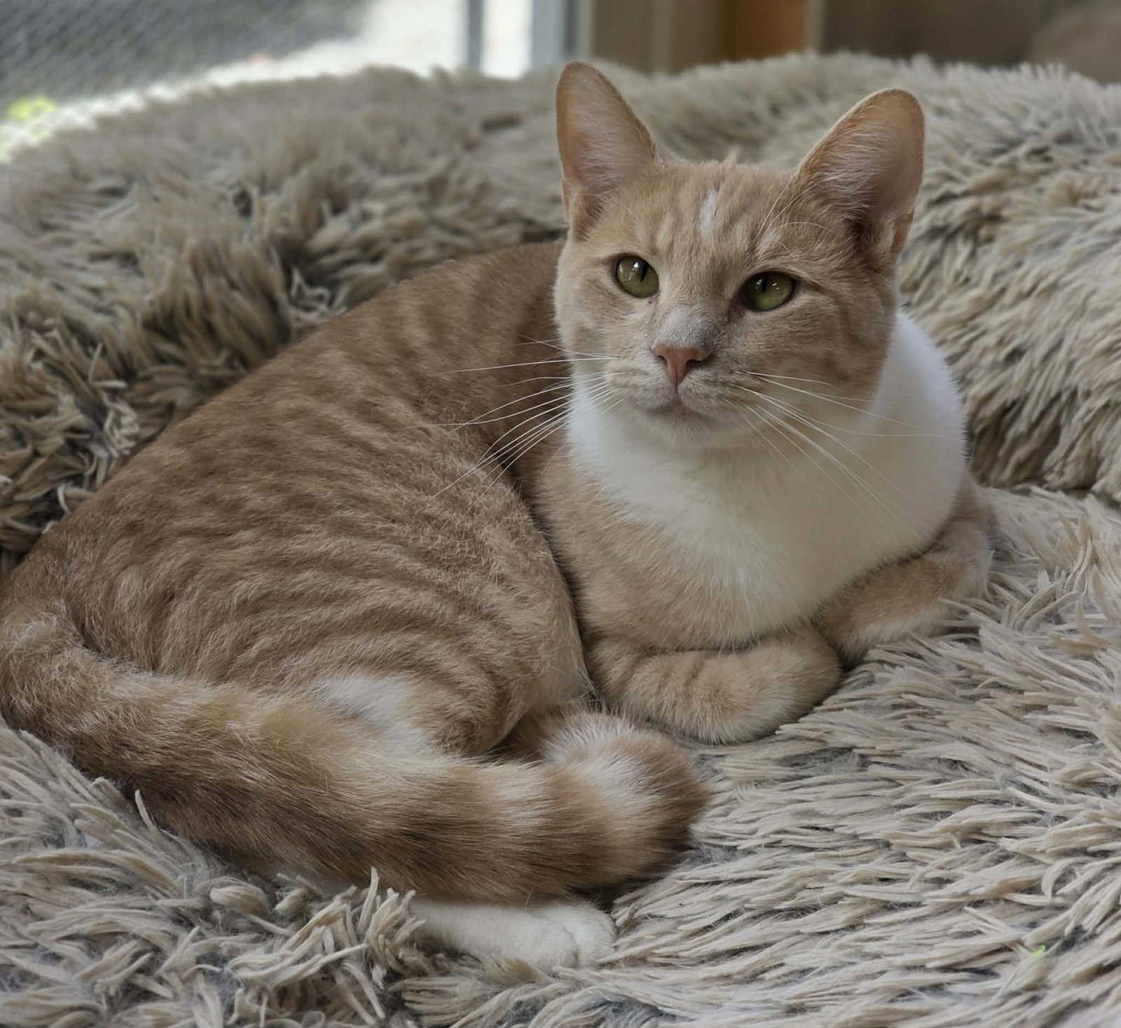 Calvin, photo 2