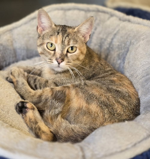 JUNEBUG - Tortoiseshell available for adoption