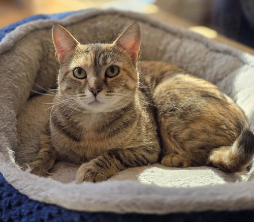 JUNEBUG - Tortoiseshell available for adoption