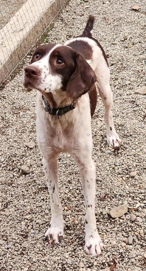 Photo of Duster