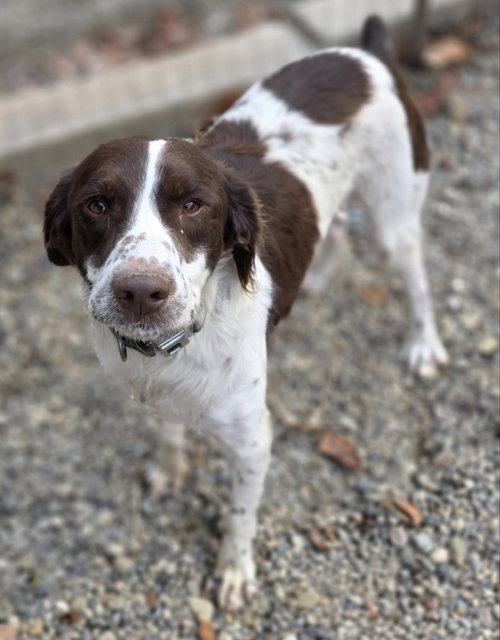 Photo of Duster
