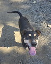 Rocket - Photo 2
