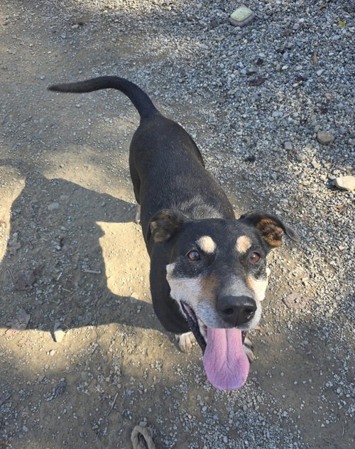ROCKET - Doberman Pinscher / Beagle available for adoption