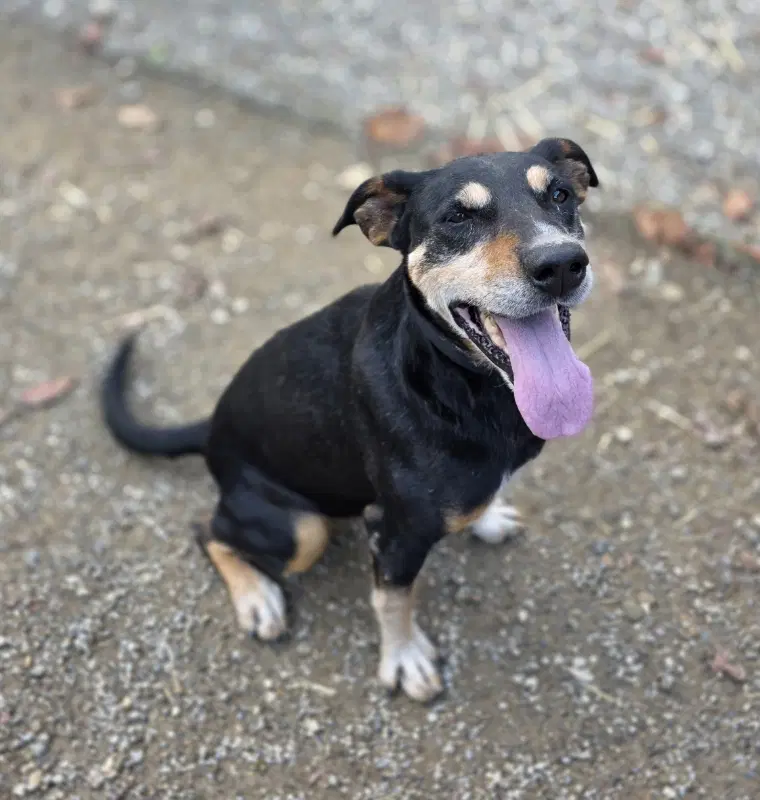 Rocket - Doberman Pinscher