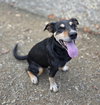 Rocket - Photo 1