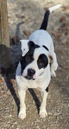 Petey - Photo 1