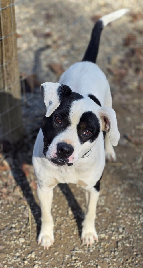 PETEY - Pit Bull Terrier available for adoption