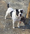 Petey - Photo 2