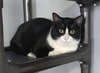Big Tux - Photo 1