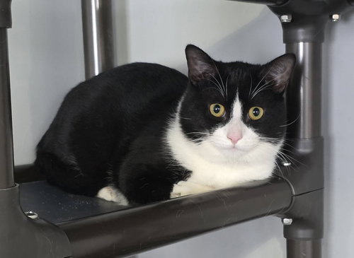 BIG TUX - Domestic Medium Hair available for adoption