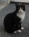 Big Tux - Photo 2