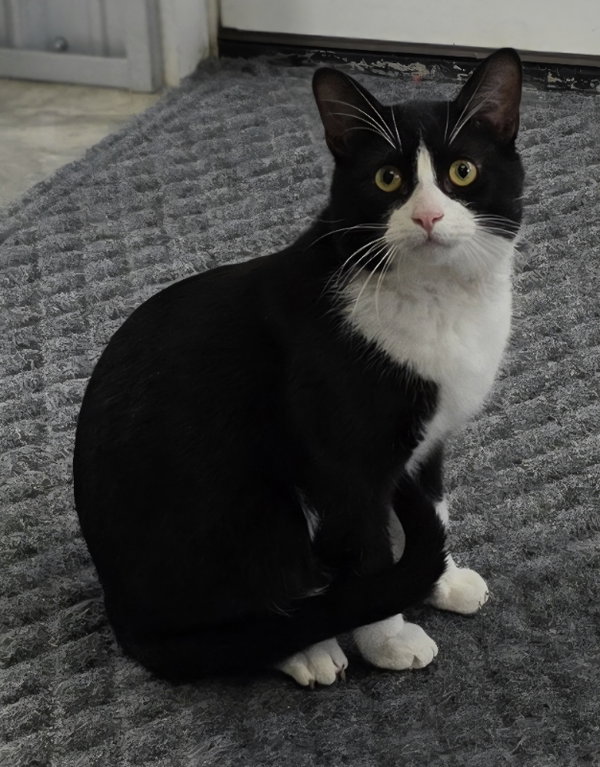 Big Tux