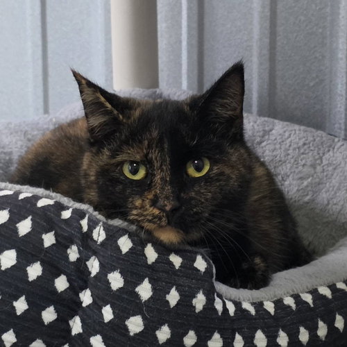 CAMI - Domestic Medium Hair available for adoption