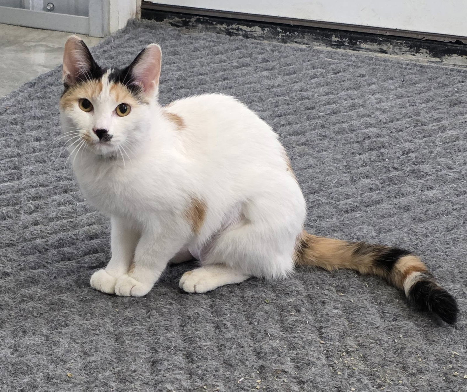 Chloe cat