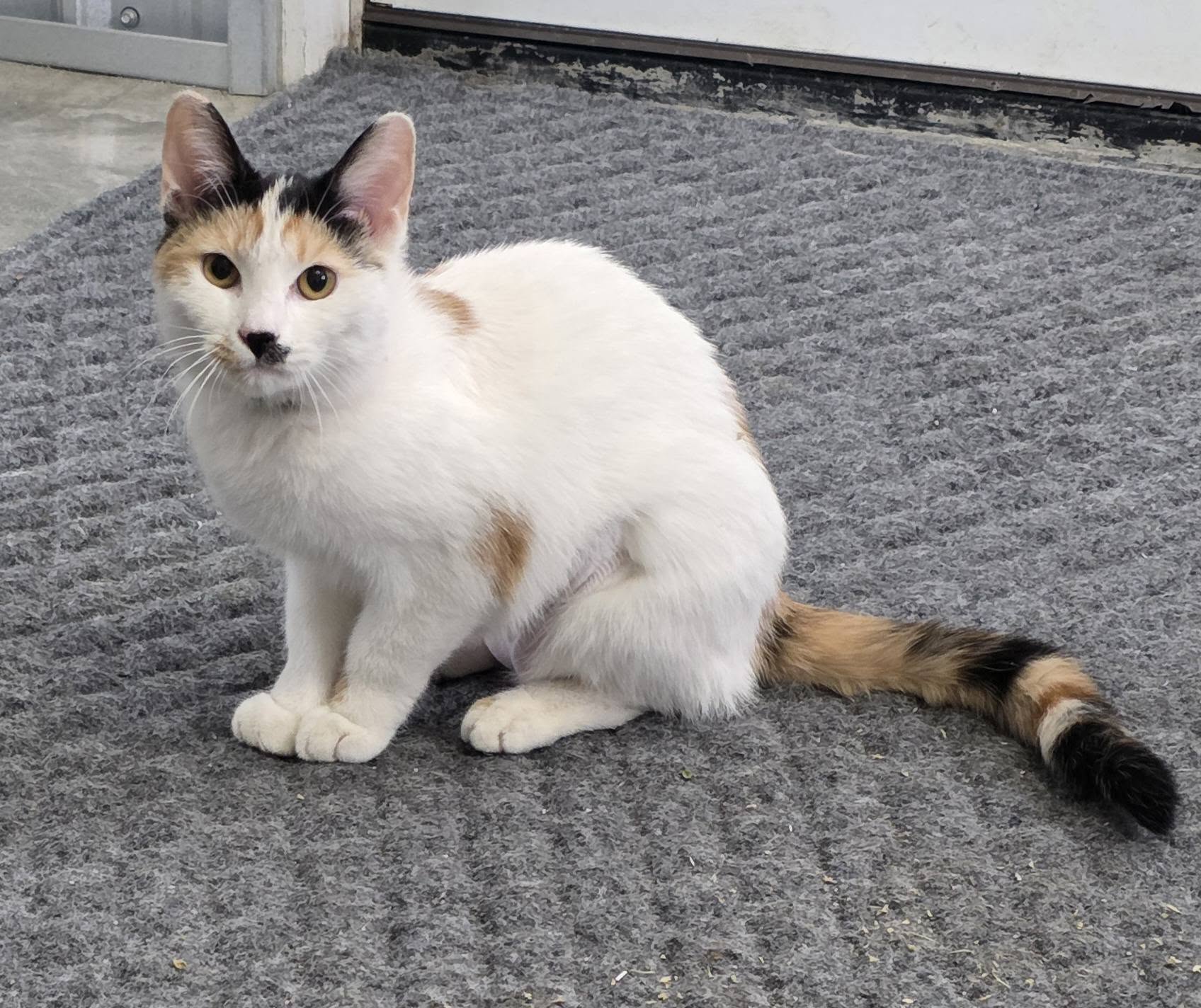 Chloe Cat