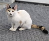 Chloe cat - Photo 1