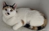 Chloe cat - Photo 2