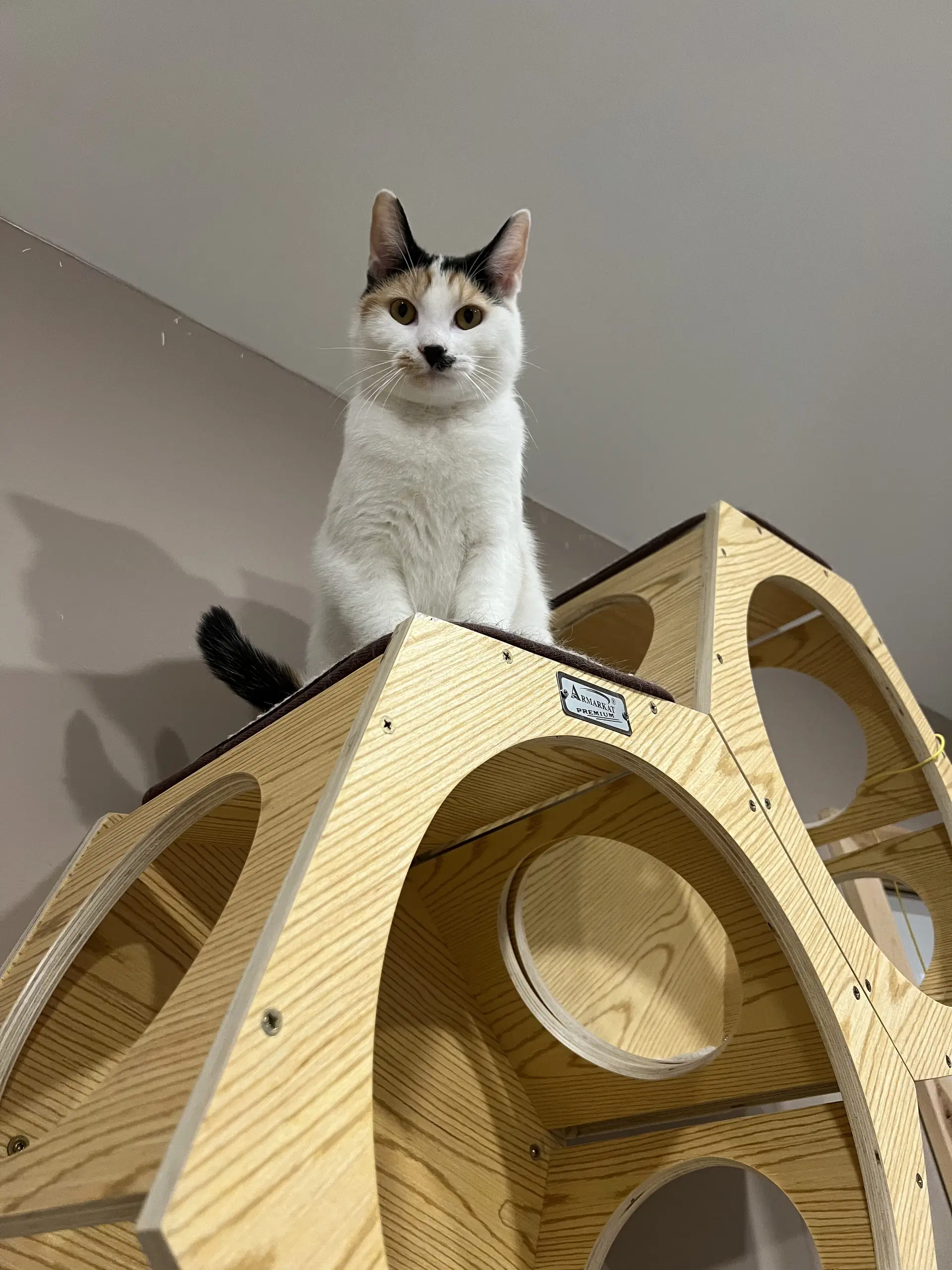 Chloe Cat image 2
