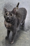 Raven cat - Photo 2