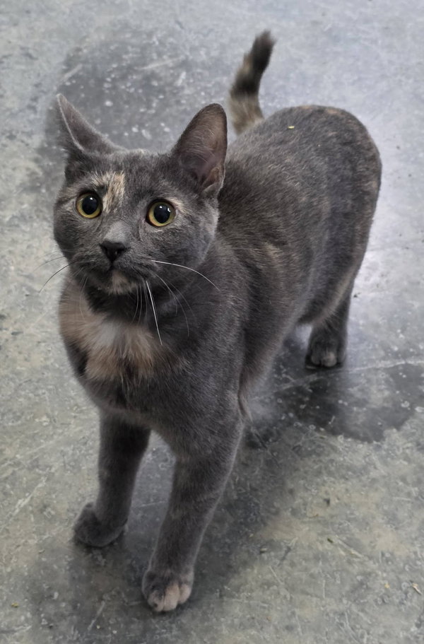 Raven cat