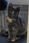 Raven cat - Photo 1