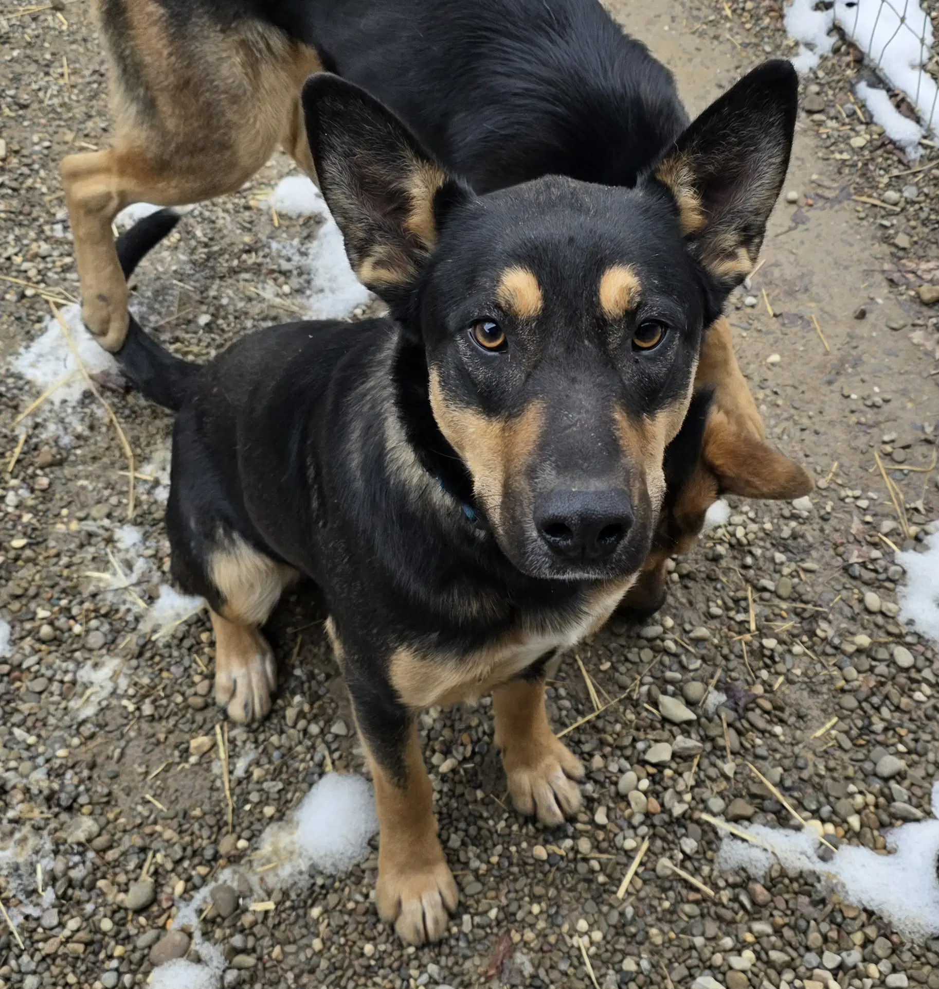 Coupe - German Shepherd Dog