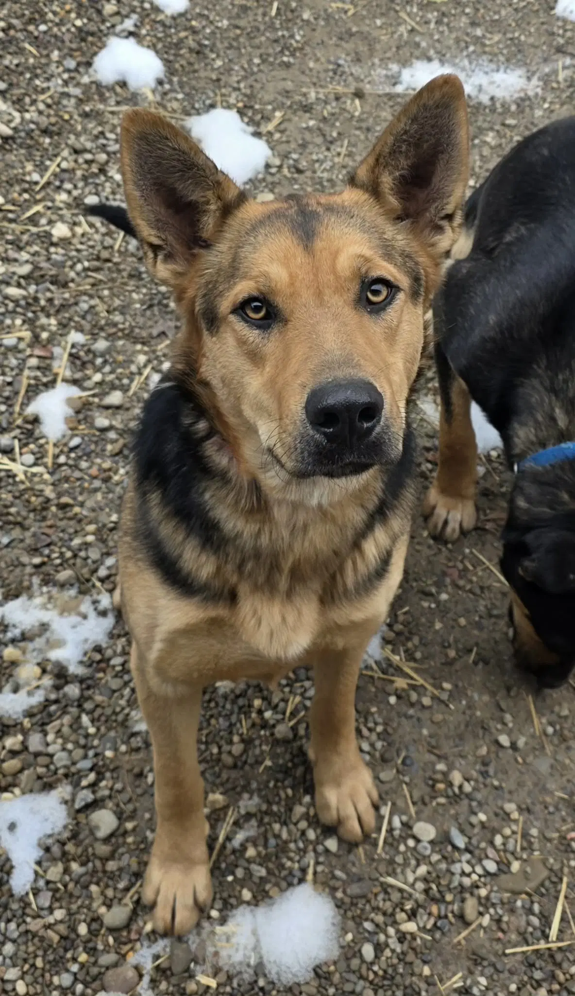 Deville - German Shepherd Dog