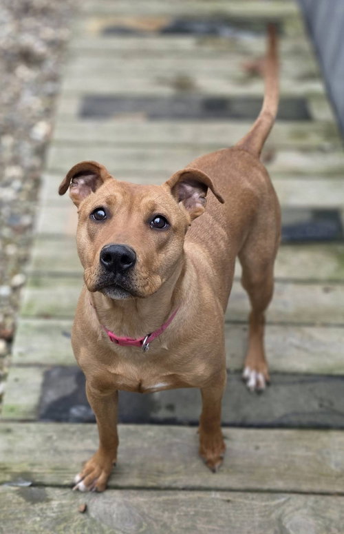 BELLE - Pit Bull Terrier available for adoption