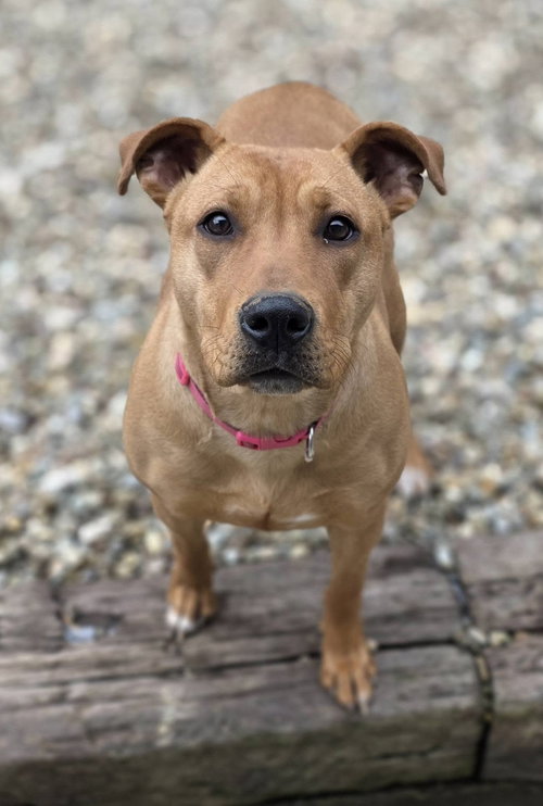 BELLE - Pit Bull Terrier available for adoption