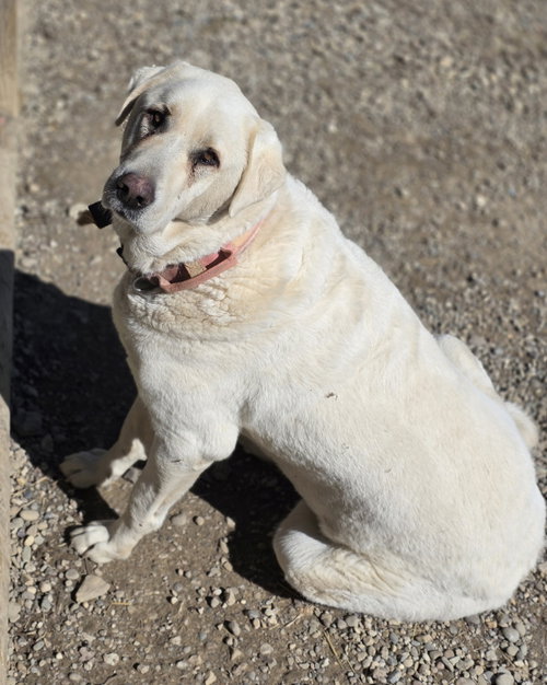 picture of the dog needing adoption