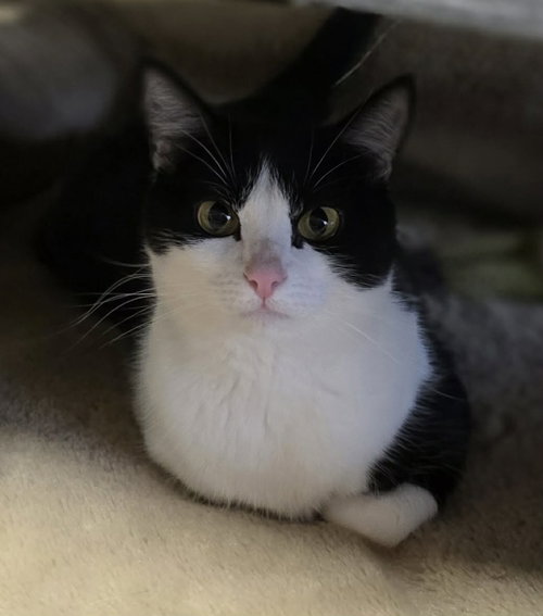 Eleanor, an adoptable Domestic Short Hair in Woodsfield, OH
