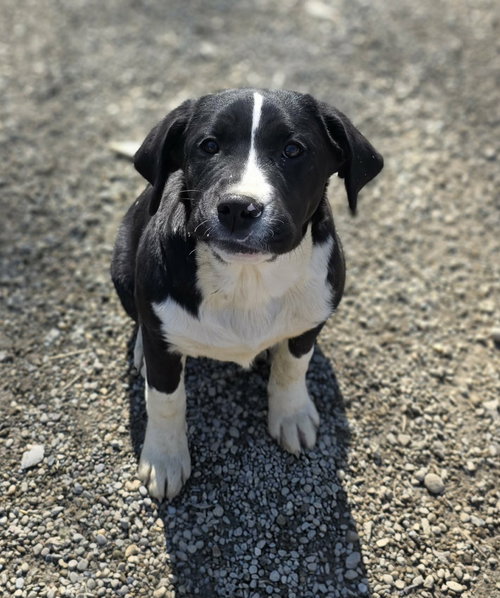 Pearl, an adoptable Saint Bernard in Woodsfield, OH