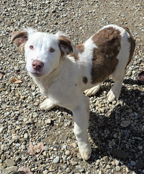 picture of the dog needing adoption