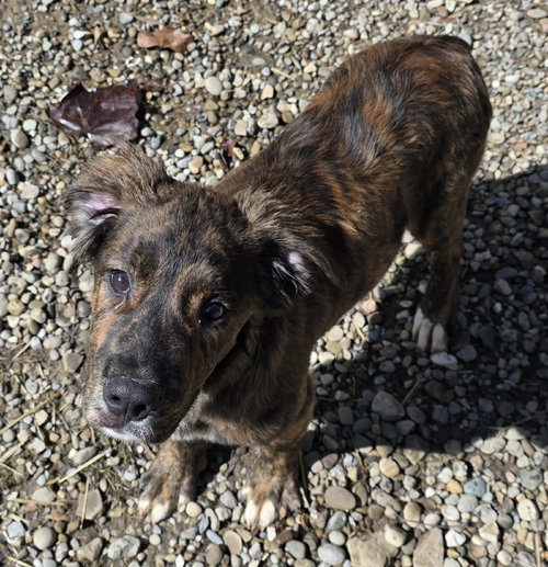 Kacey, an adoptable Australian Shepherd in Woodsfield, OH