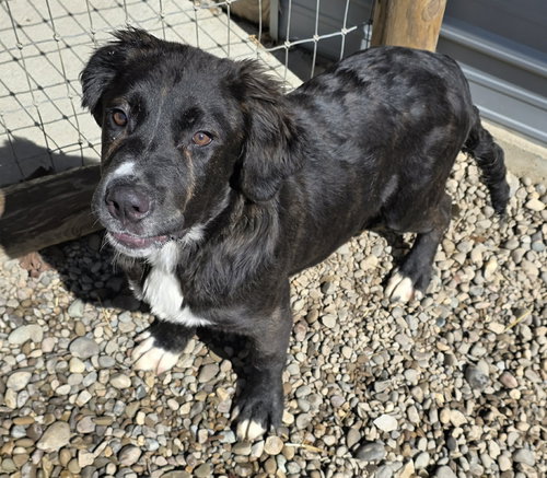 Rip, an adoptable Australian Shepherd in Woodsfield, OH
