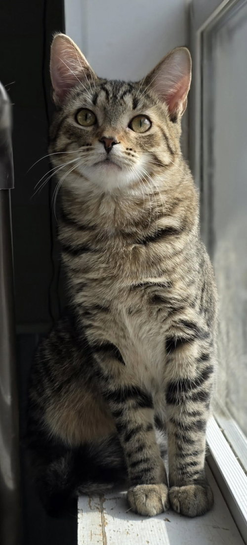 Ryan, an adoptable Domestic Short Hair in Woodsfield, OH