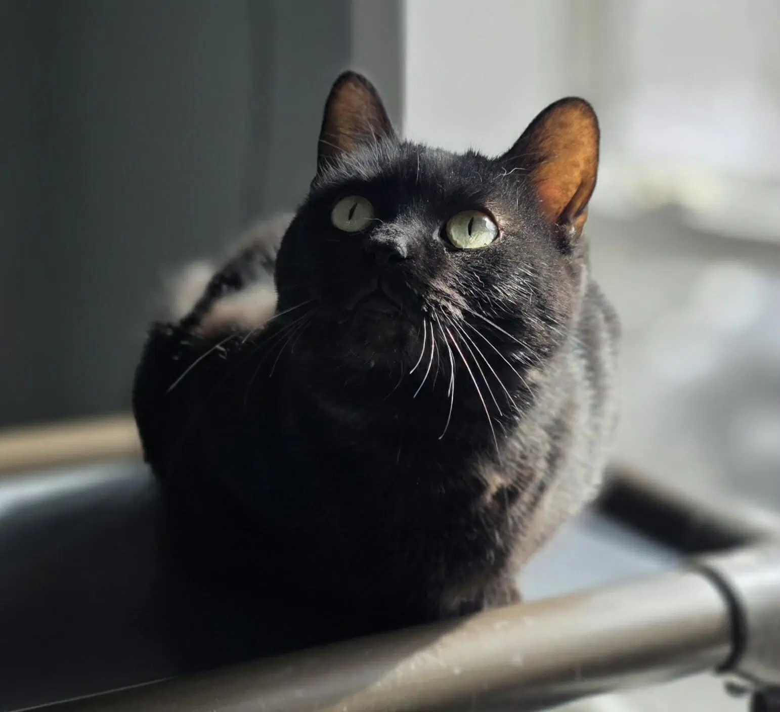 Kelli - Domestic Short Hair