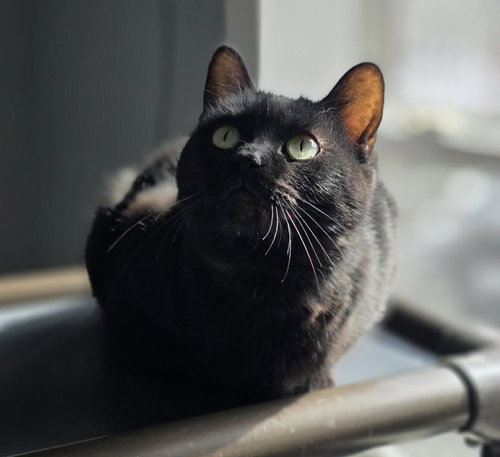 Kelli, an adoptable Domestic Short Hair in Woodsfield, OH