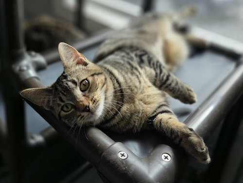 Deanna, an adoptable Domestic Short Hair in Woodsfield, OH